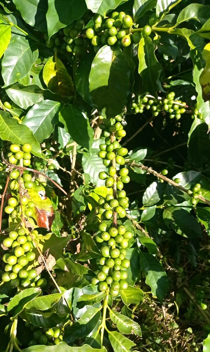 Cerezas verdes de café madurando en la rama