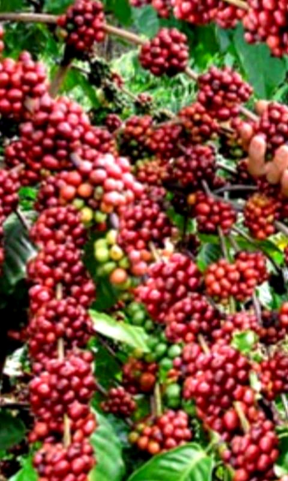 Cerezas rojas de café maduras listas para la recolección