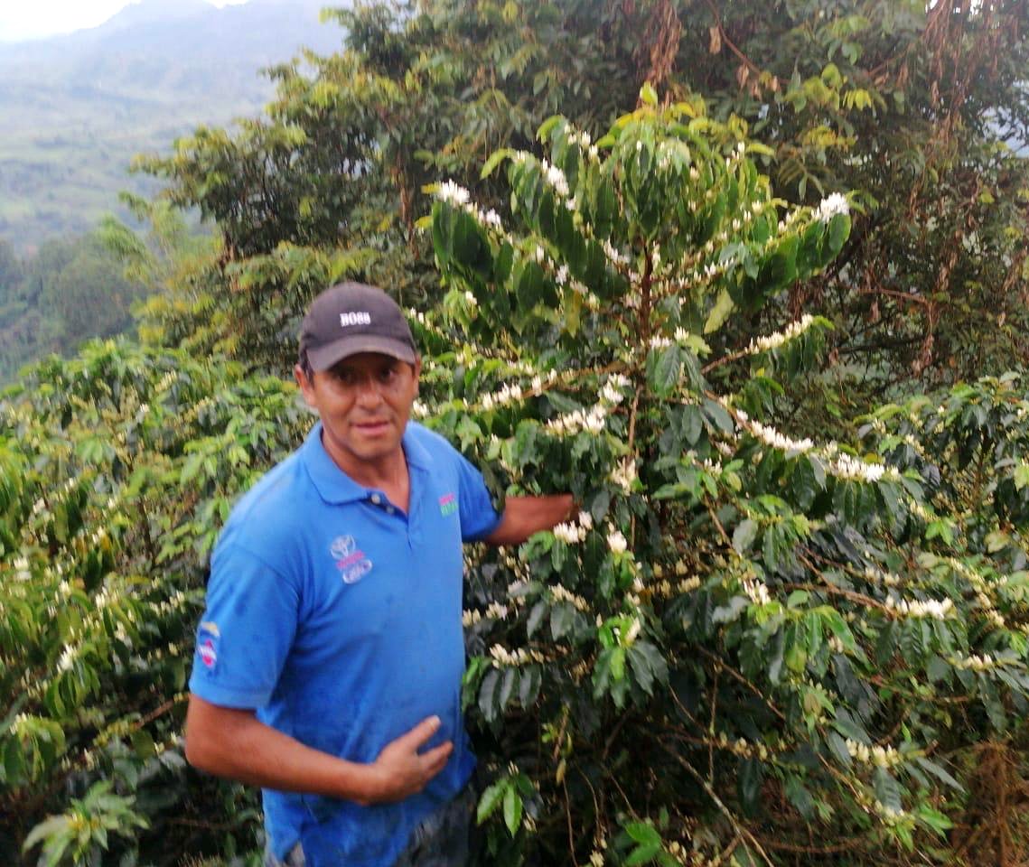 Caficultor entre las plantas en flor en la finca CIMA