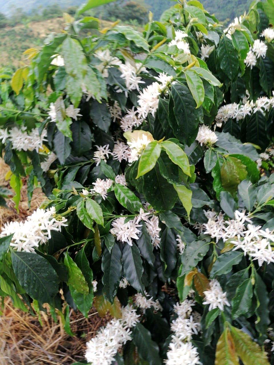 Flores blancas del cafeto en plena floración
