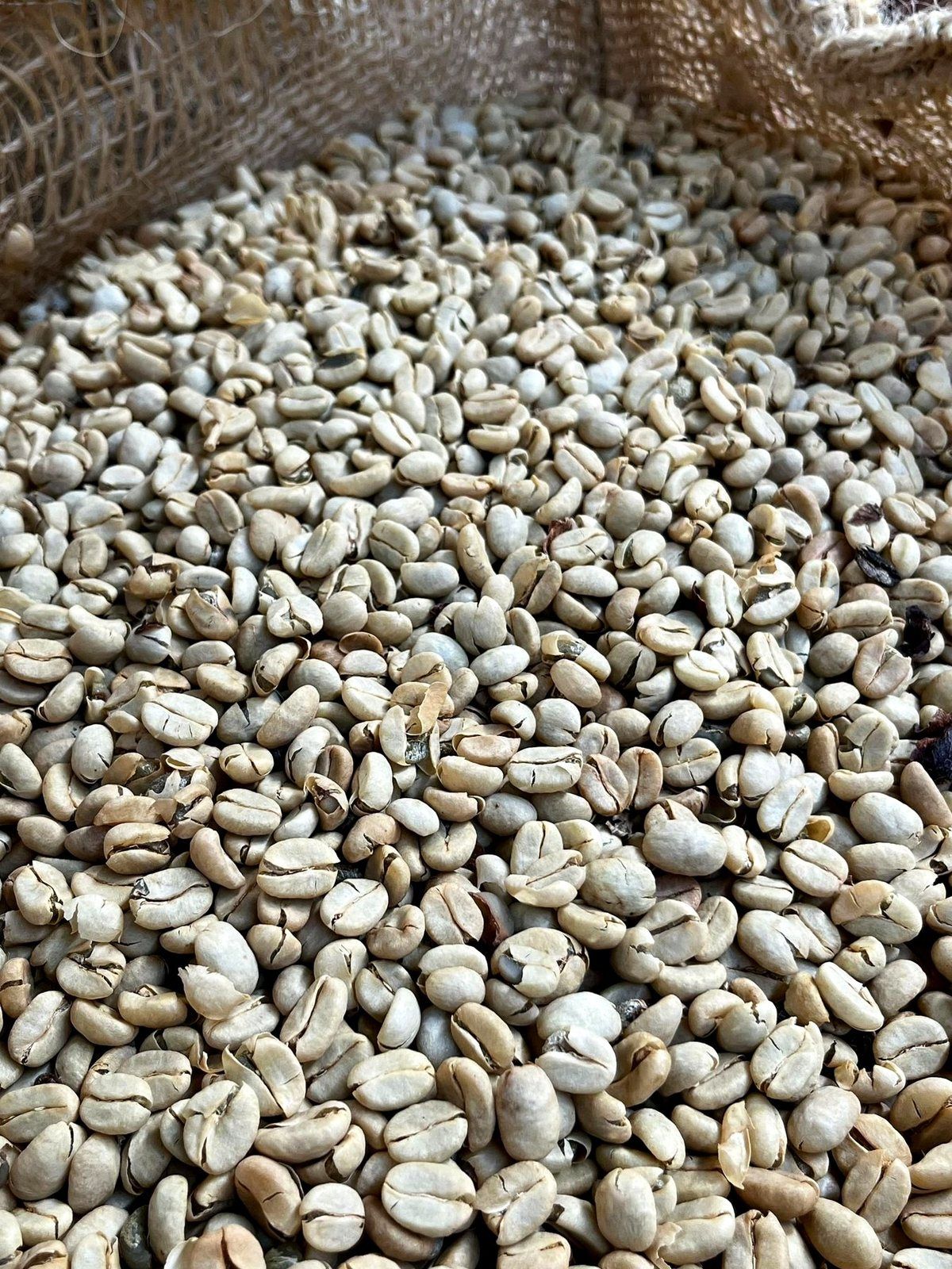 Granos de café · Pácora