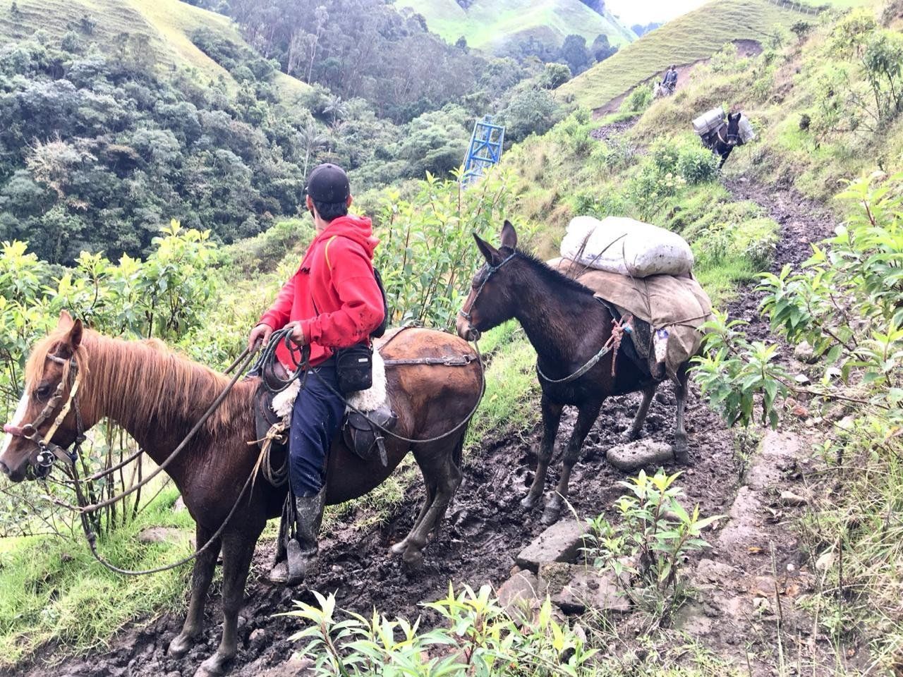 Subiendo a la finca con mulas cargadas de café